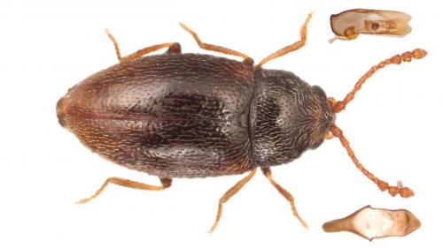 Atomaria sp.